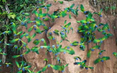 Image for: Macaw & Parrot Clay Licks