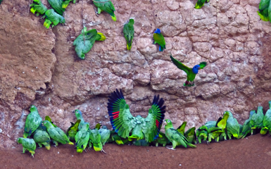 Image for: Macaw & Parrot Clay Licks