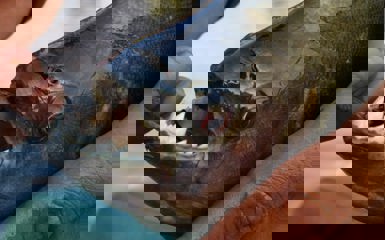 Image for: Piranha Fishing