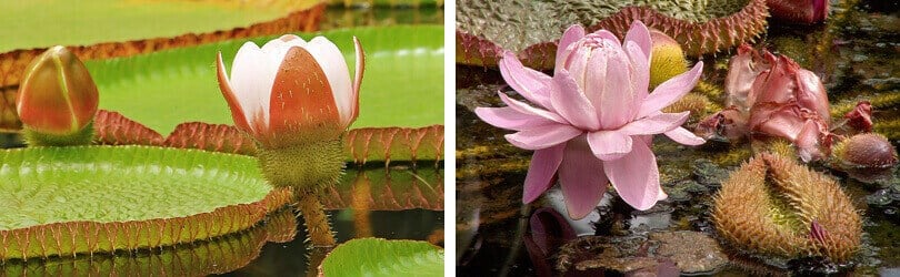 Amazon Water lilies