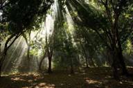 Bosque.jpg