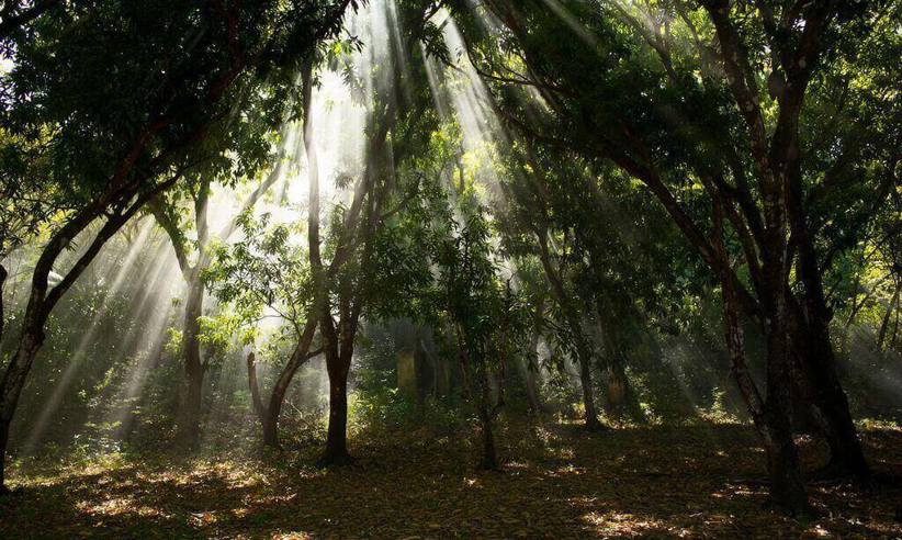 Bosque.jpg