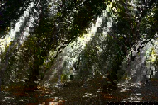Bosque.jpg