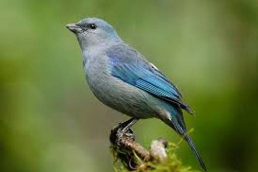 Birding