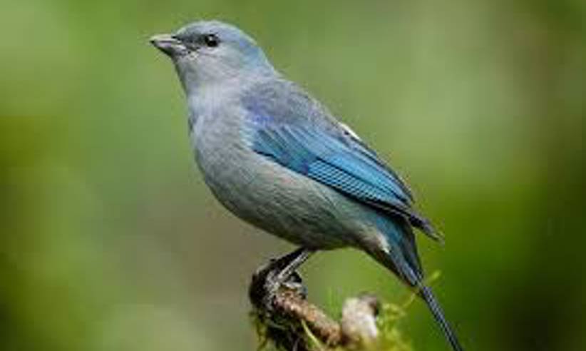 Birding
