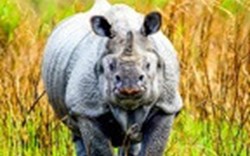 The famous one horned Rhino found in Kaziranga National Park