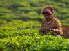 A tea picker on an Assam estate