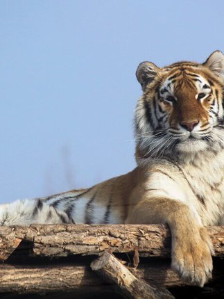 The Majestic Bengal Tiger