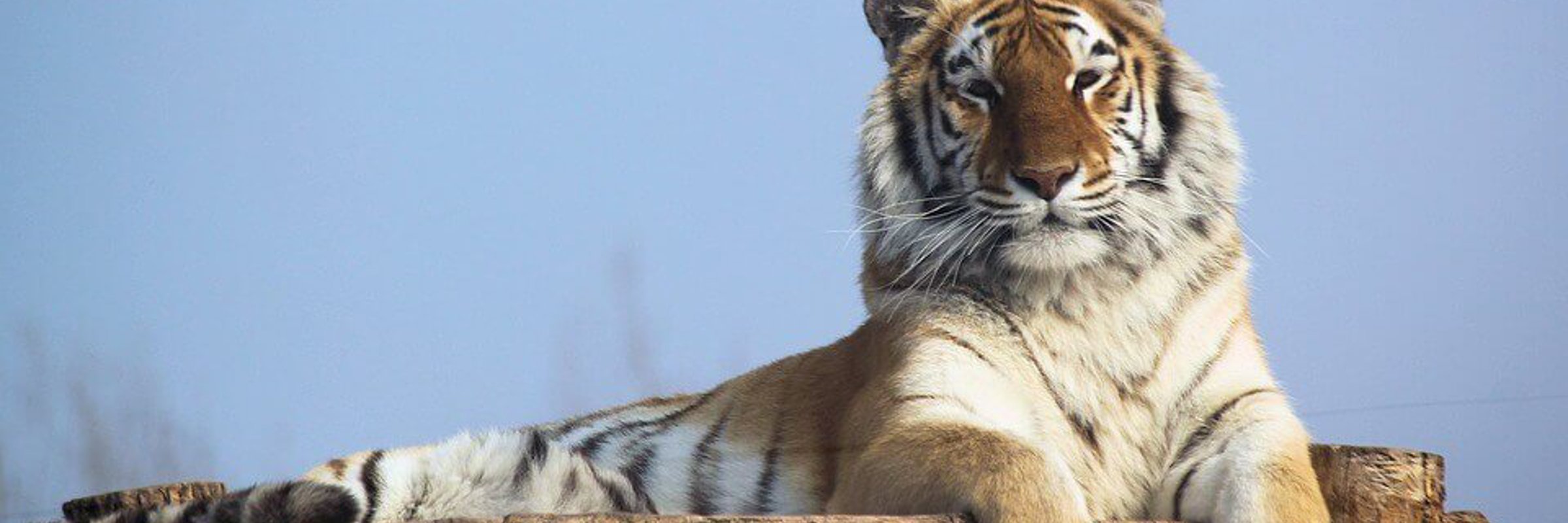 The Majestic Bengal Tiger