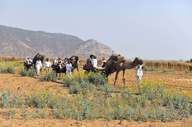 Gadoli