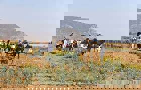 Gadoli