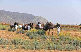 Chameaux à Gadoli 