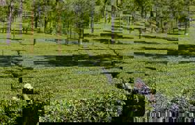 Munnar