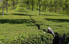 Plantation de thé à Munnar