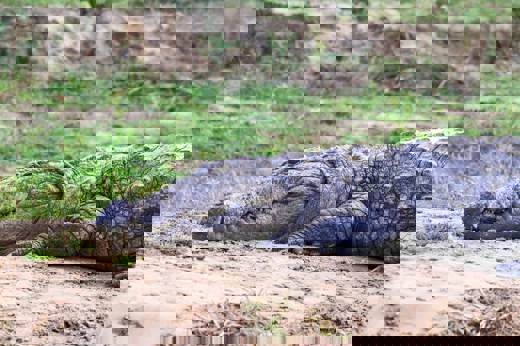 Crocodile 4195950 1920