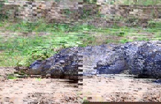 Crocodile 4195950 1920