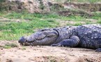 Crocodile 4195950 1920