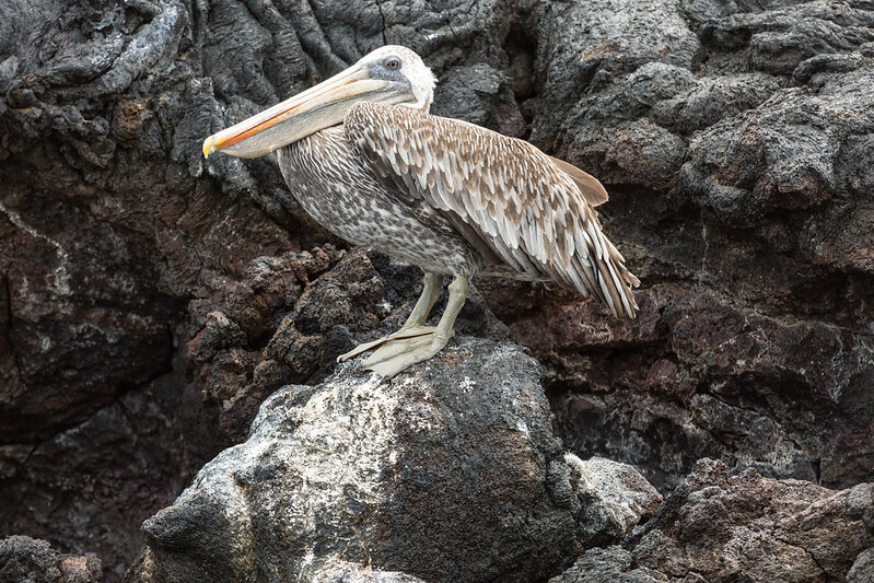 Tommy Bown Pelican