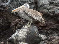 Tommy Bown Pelican