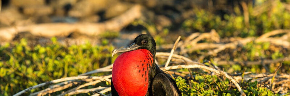 Frégate dans les îles Galapagos