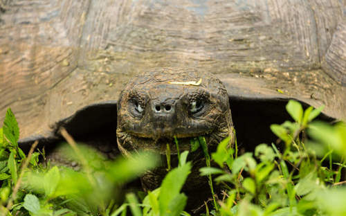 Experience the thrill of seeing a giant tortoise at close range