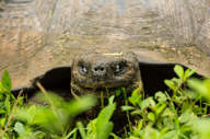 Experience the thrill of seeing a giant tortoise at close range