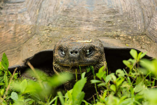 Experience the thrill of seeing a giant tortoise at close range