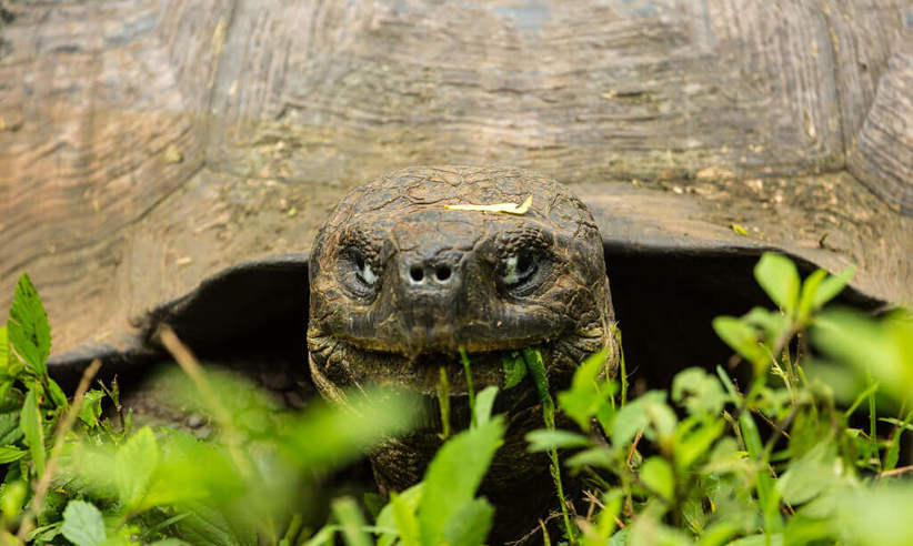 Experience the thrill of seeing a giant tortoise at close range