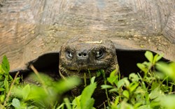Experience the thrill of seeing a giant tortoise at close range