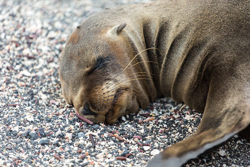 Tommy Sealion