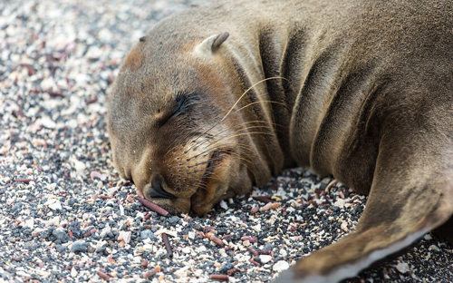 Tommy Sealion
