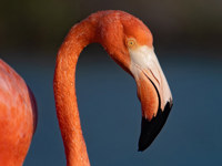 American Flamingo 6