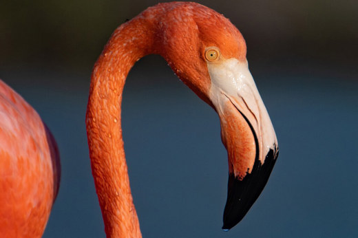 American Flamingo 6
