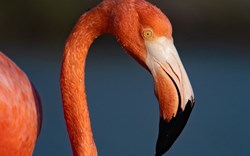 American Flamingo 6