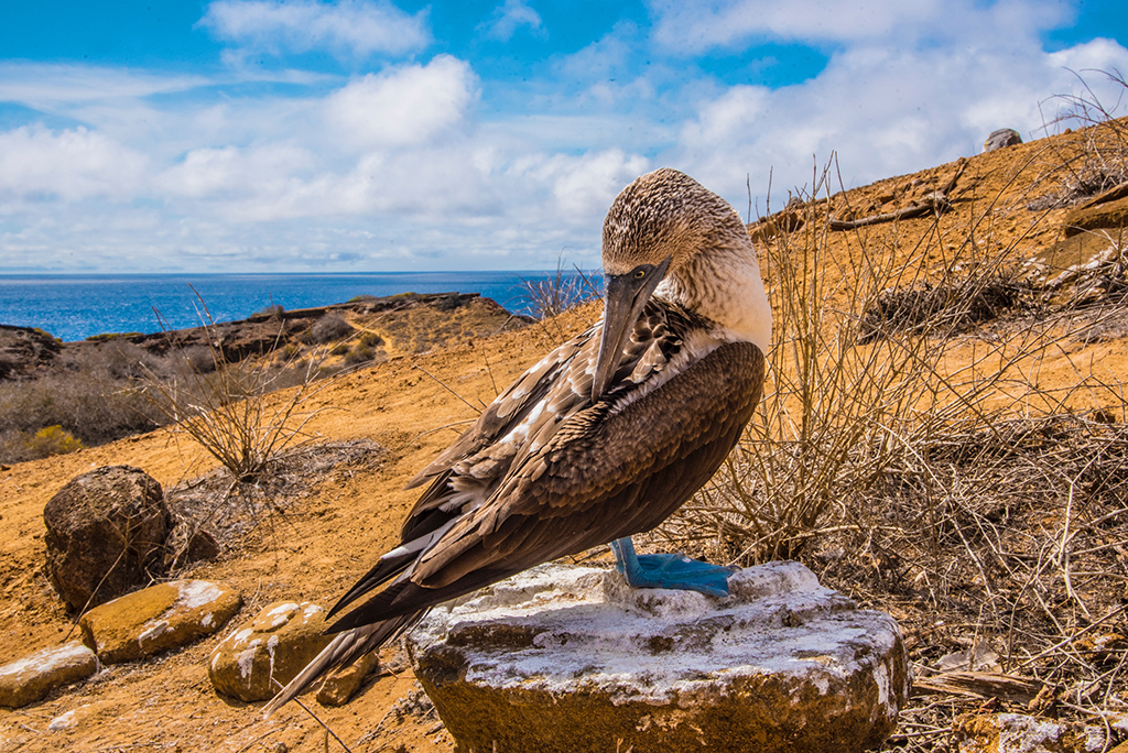 Blue Footed Booby 2