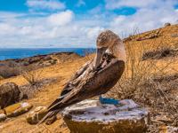 Blue Footed Booby 2