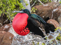 Frigatebirds Great And Magnificent 3