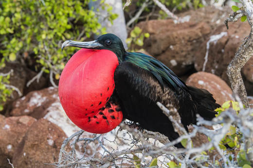 Frigatebirds Great And Magnificent 3