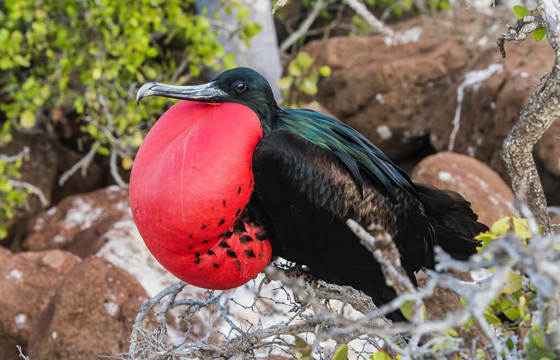 Frigatebirds Great And Magnificent 3