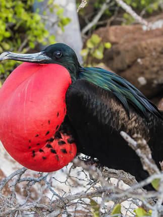 Frigatebirds Great And Magnificent 3