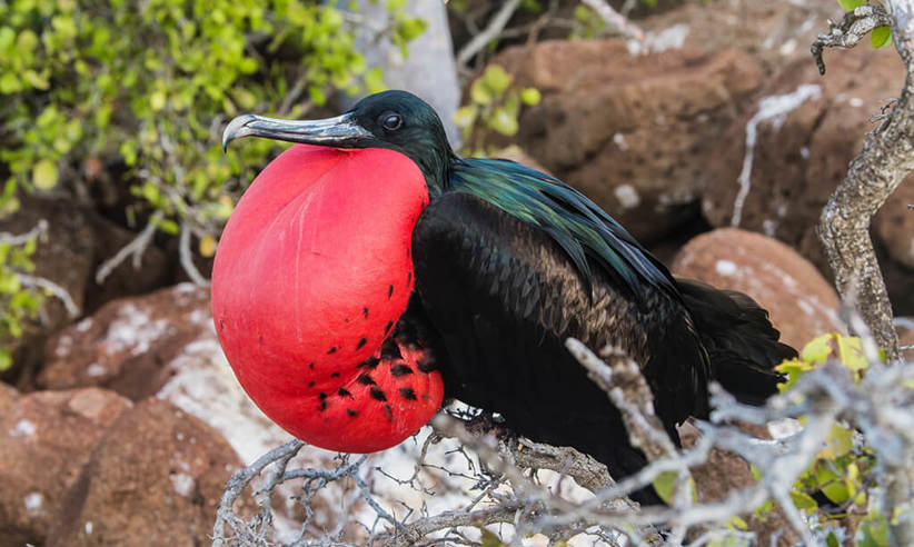 Frigatebirds Great And Magnificent 3