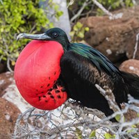 Frigatebirds Great And Magnificent 3