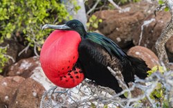 Frigatebirds Great And Magnificent 3