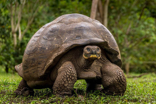Galapagos Giant Tortoise 4