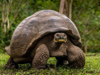 Galapagos Giant Tortoise 4