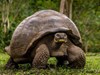 Galapagos Giant Tortoise 4