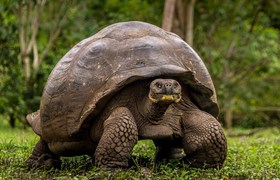 Galapagos Giant Tortoise 4