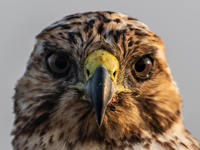 Galapagos Hawk 3