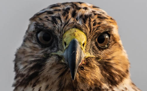 Galapagos Hawk 3