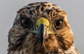 Galapagos Hawk 3